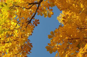 chestnut-leaves-228072_640
